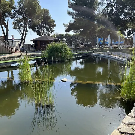El Cisne Saragossa